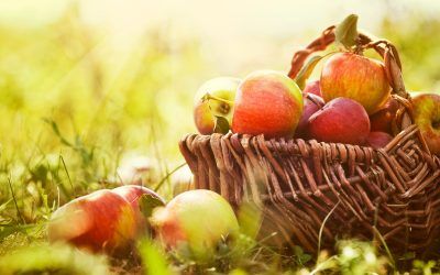 Alimenta a tus hijos con productos ecológicos