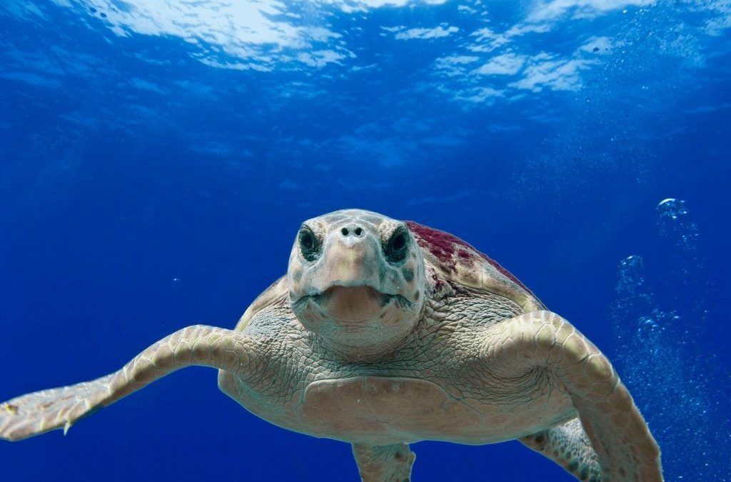 Descubre como tu protector solar contamina el mar