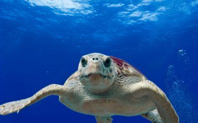 Descubre cómo tu protector solar contamina el mar