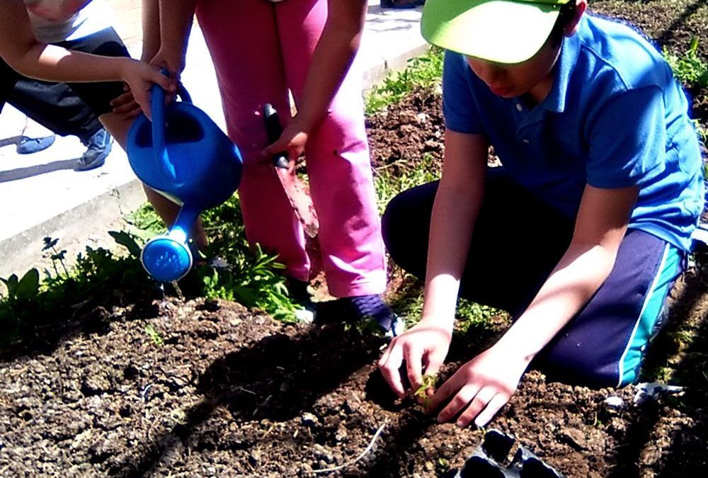 Sembrando igualdad: Mis chicos E.B.O, nuestro huerto ecológico y un diploma